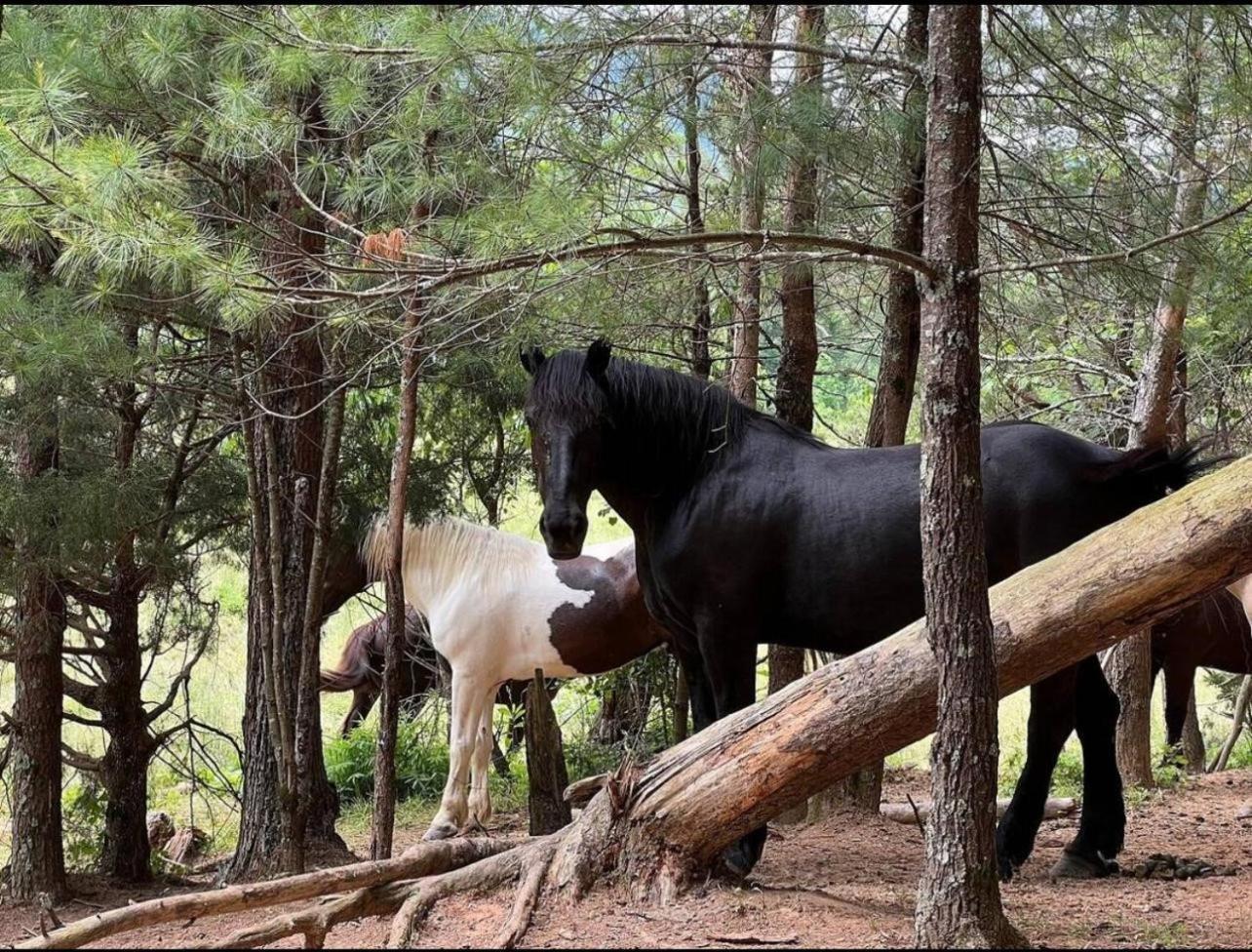 A Magical Experience Villa Pigeon Forge Ngoại thất bức ảnh